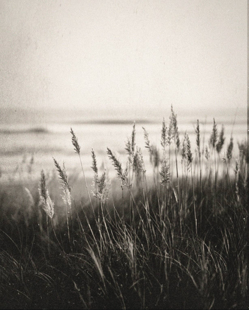 COASTAL GRASS Perfume Oil