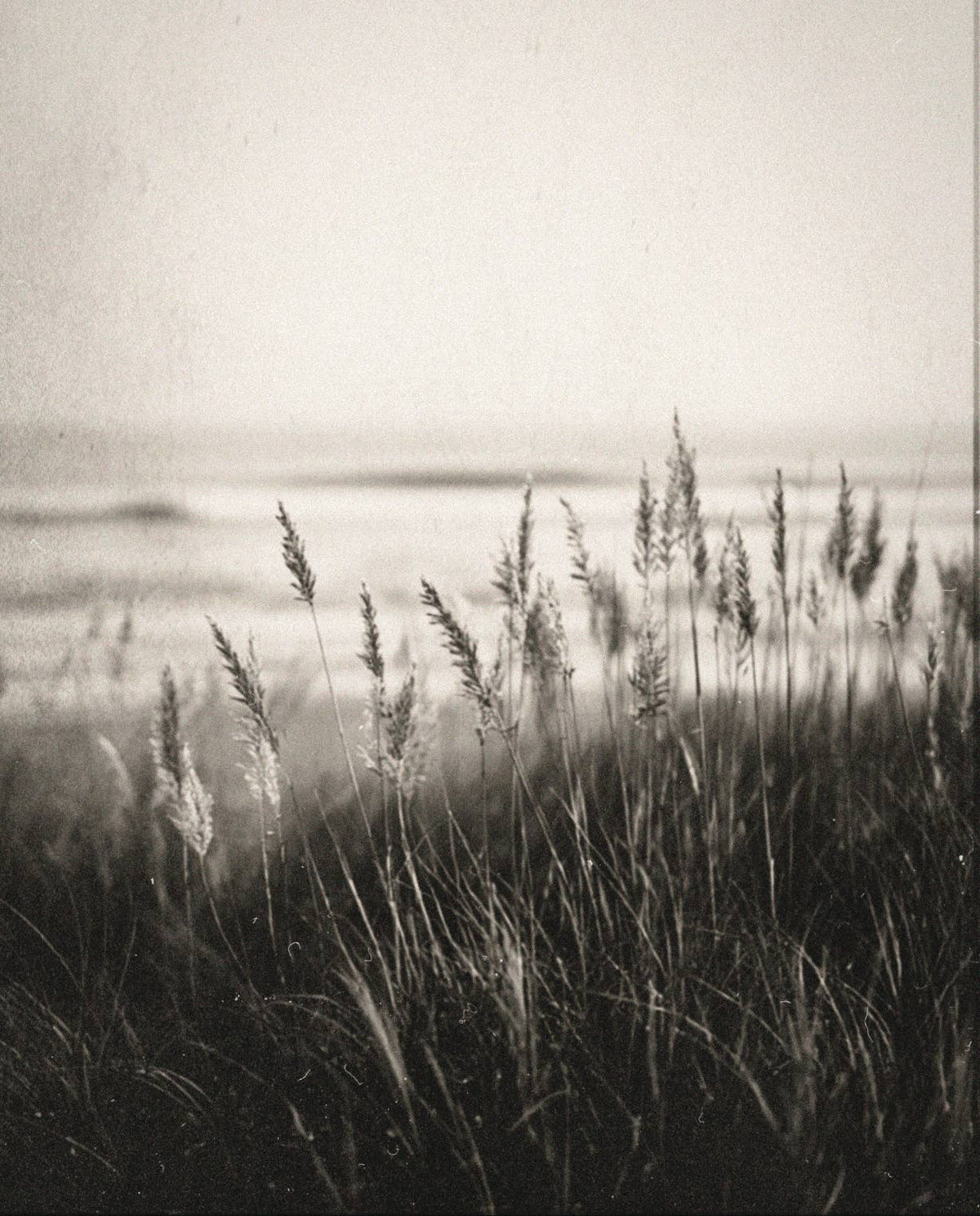 COASTAL GRASS Perfume Oil