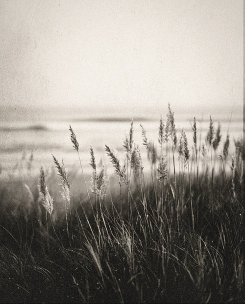 COASTAL GRASS Hand Cream